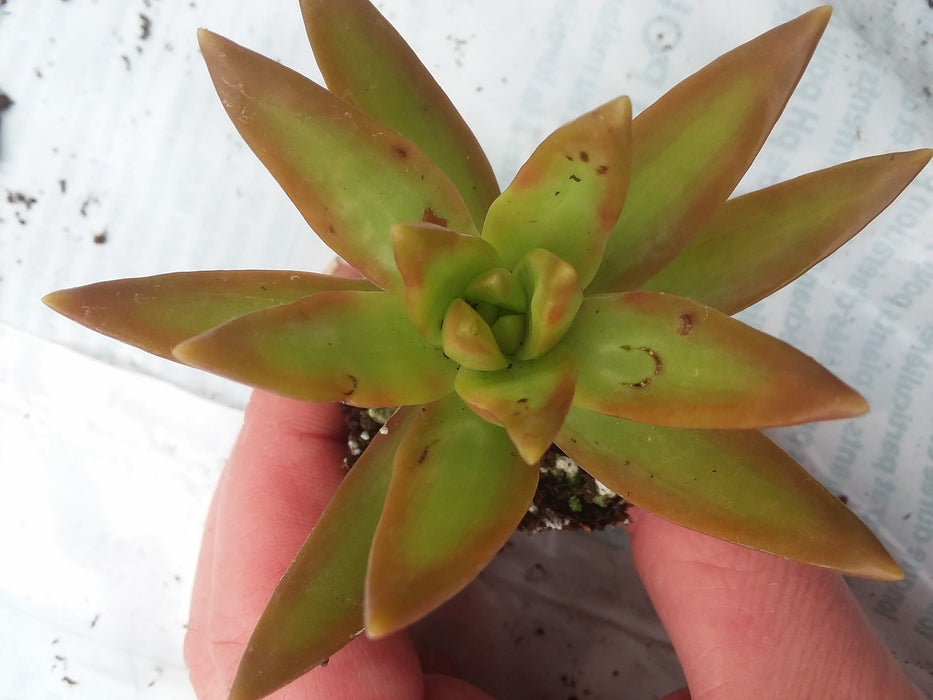 Sedum adolphii starter succulent plant
