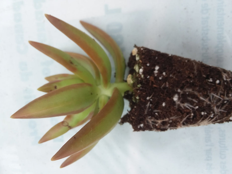 Sedum adolphii starter succulent plant