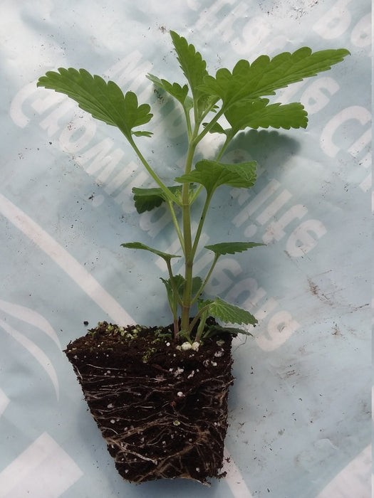 Catnip Plant starter  Nepeta Cataria