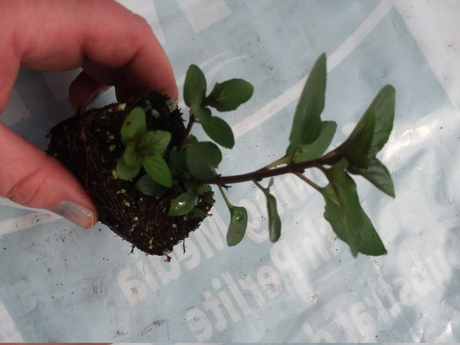 Live Peppermint Plant Dark Leaved mint