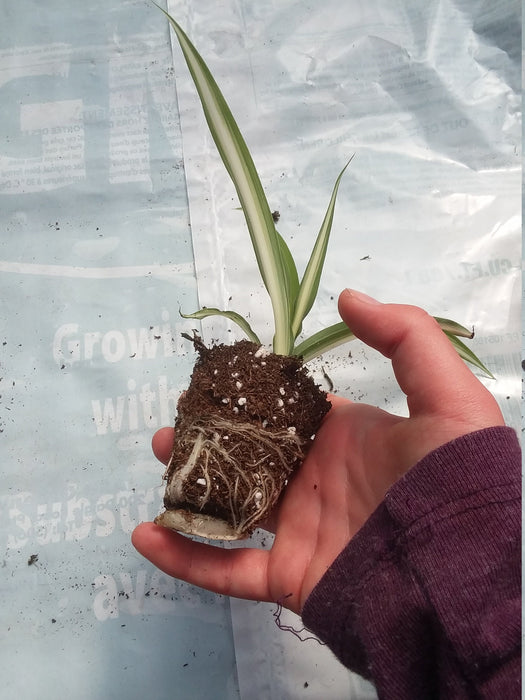 Spider plant starter