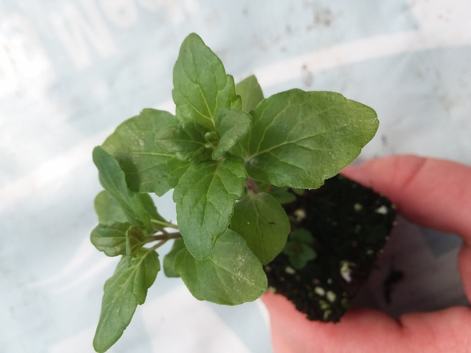 Indian Mint starter plant  Satureja douglassii