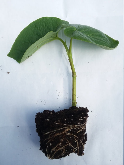 Piper auritum starter plant