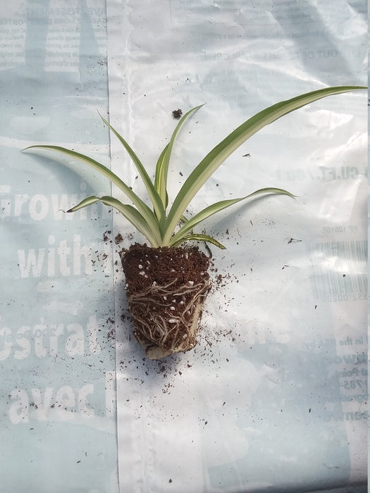 Spider plant starter