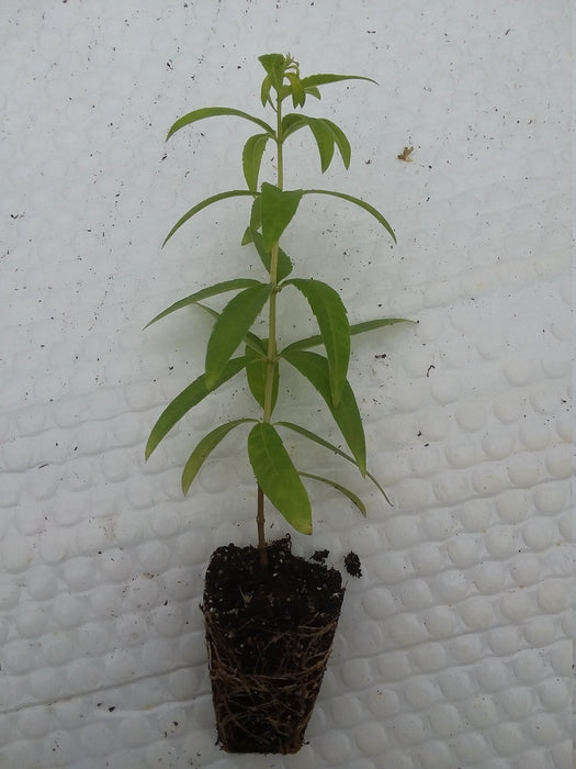Lemon Verbena Starter Plant