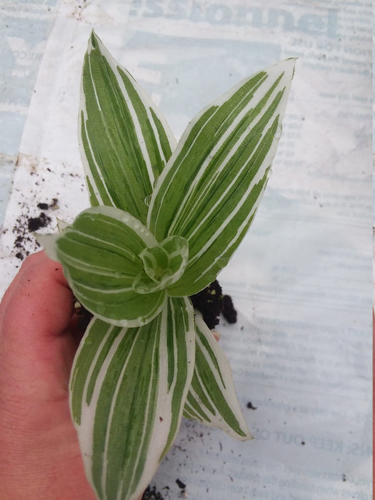 Tradescantia fluminensis