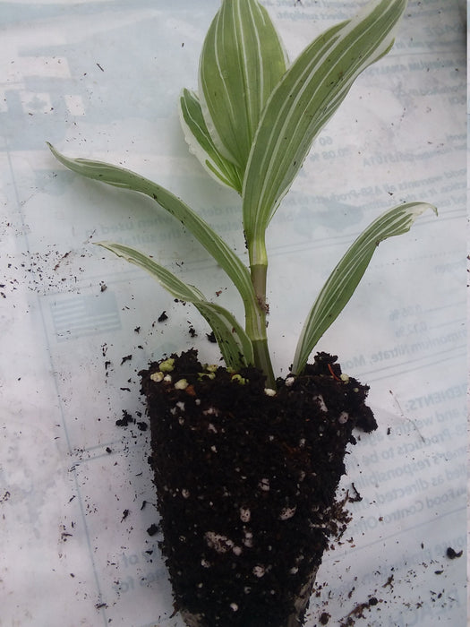 Tradescantia fluminensis