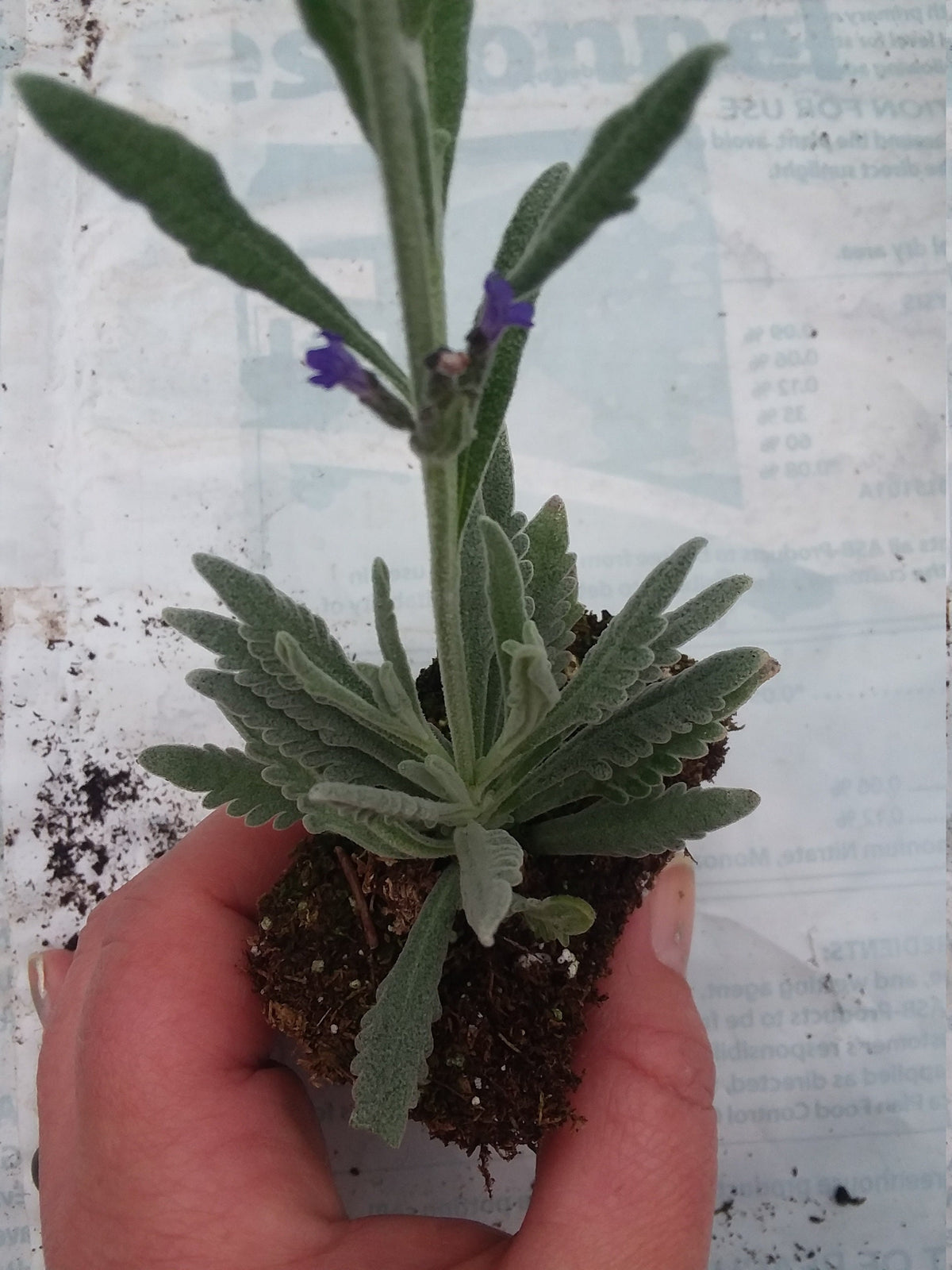 lavender plant in philippines Lavender Goodwin Creek — Gingers greenhouse