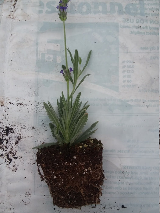 goodwin creek lavender plant Lavender Goodwin Creek — Gingers greenhouse