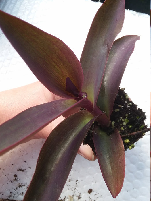 Tradescantia Pallida Purple Heart Starter Plant