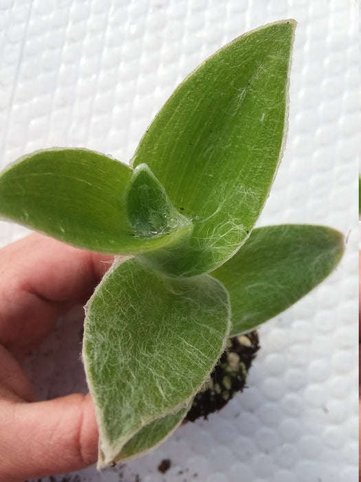 White Velvet Tradescantia Starter Plant