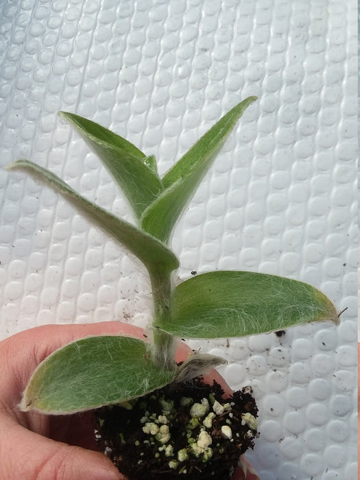 White Velvet Tradescantia Starter Plant