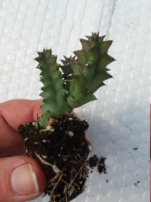 Huernia Zebrina Starter