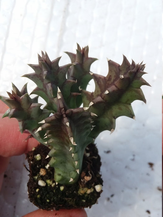 Huernia Zebrina Starter