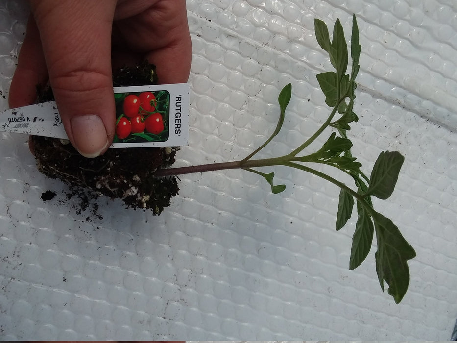 Tomato Rutgers