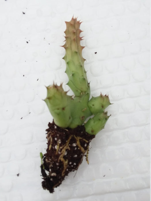 Huernia Schneideriana starter