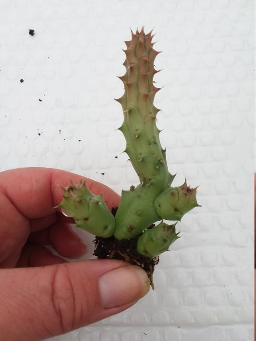Huernia Schneideriana starter