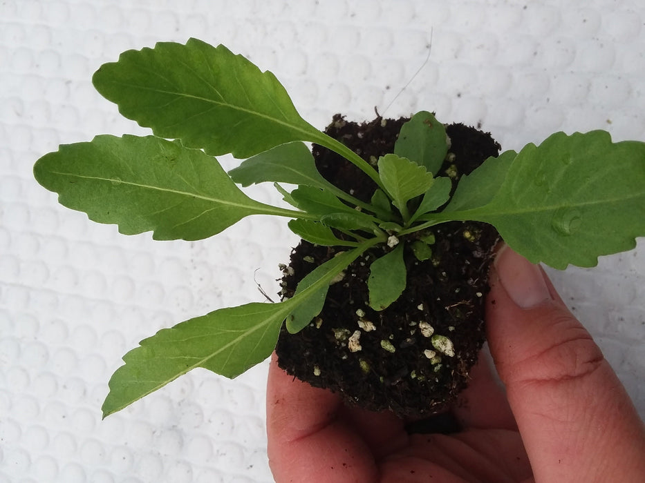 Costmary Starter Plant
