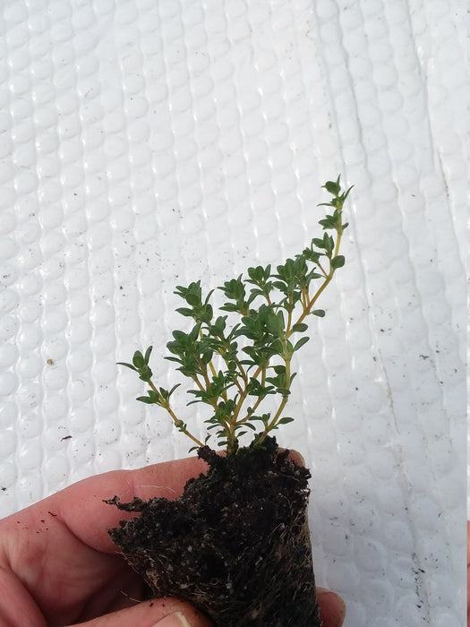 thyme lavender plant Lavender Thyme