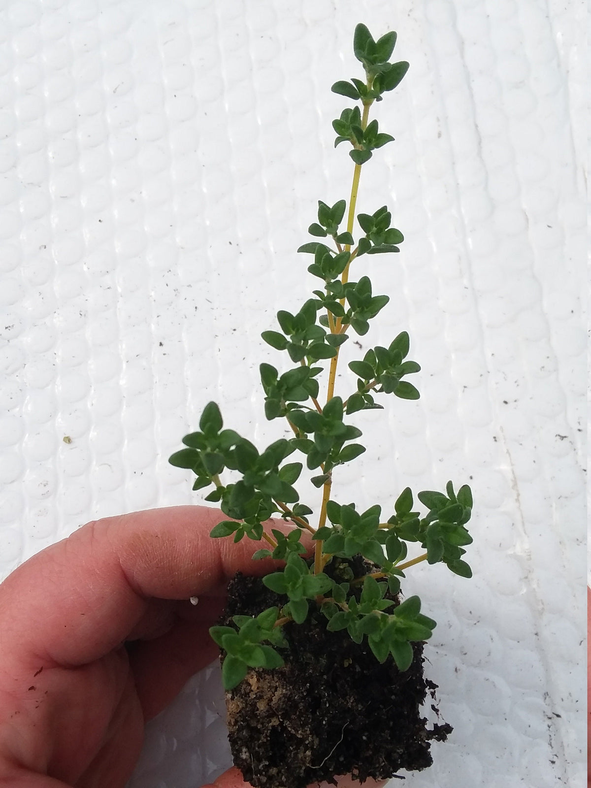 lavender thyme plant Lavender Thyme