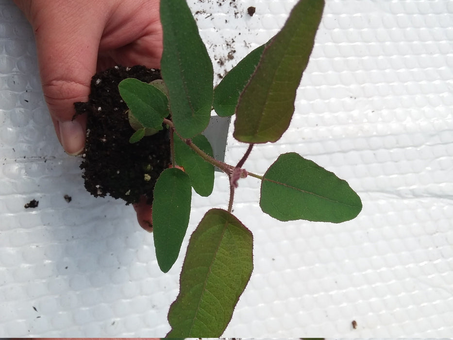 Eucalyptus Citrodora