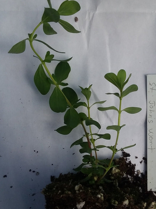 Hypericum perforatum starter plant  st. John's wort