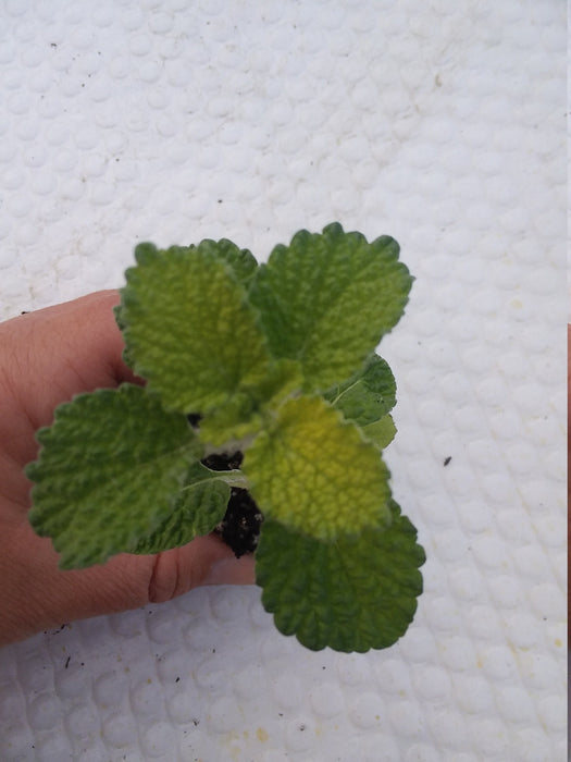 White Horehound Starter marrubium vulgare