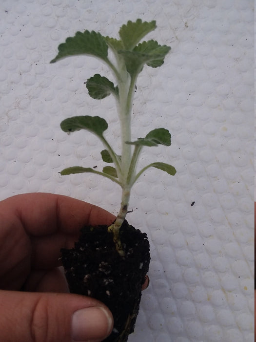 White Horehound Starter marrubium vulgare