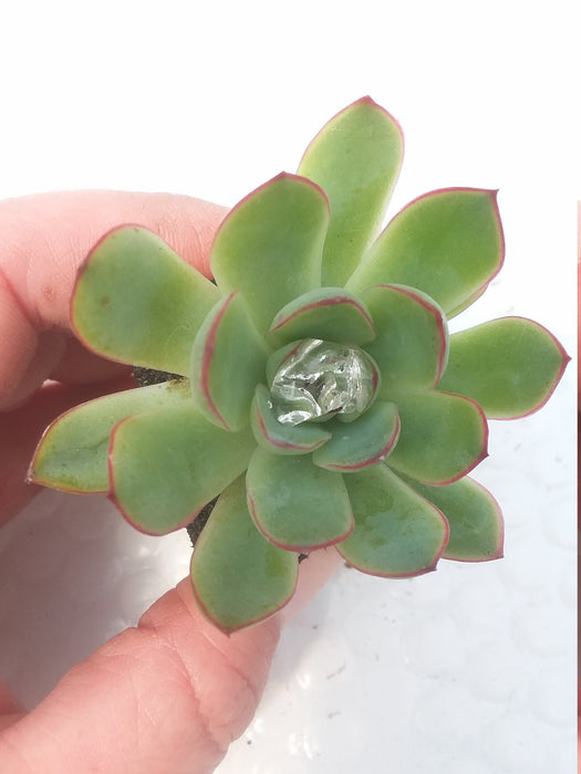Echeveria Pulidonis