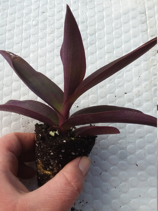 Tradescantia Pallida Purple Heart Starter Plant