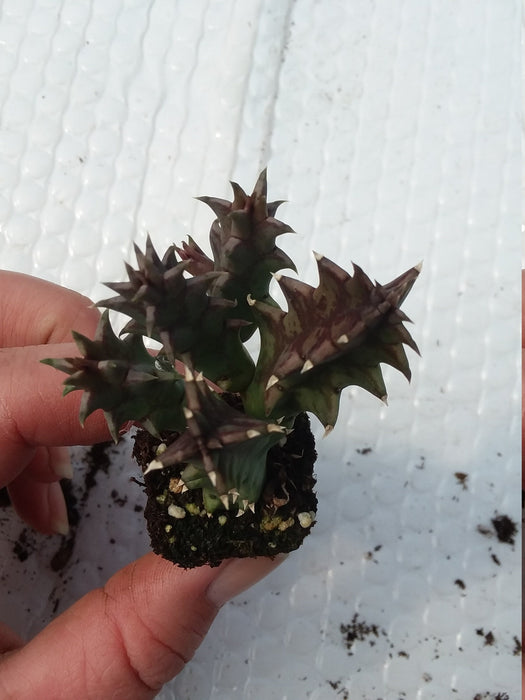 Huernia Zebrina Starter