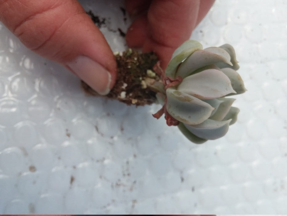 Baby Topsy Turvy Echeveria