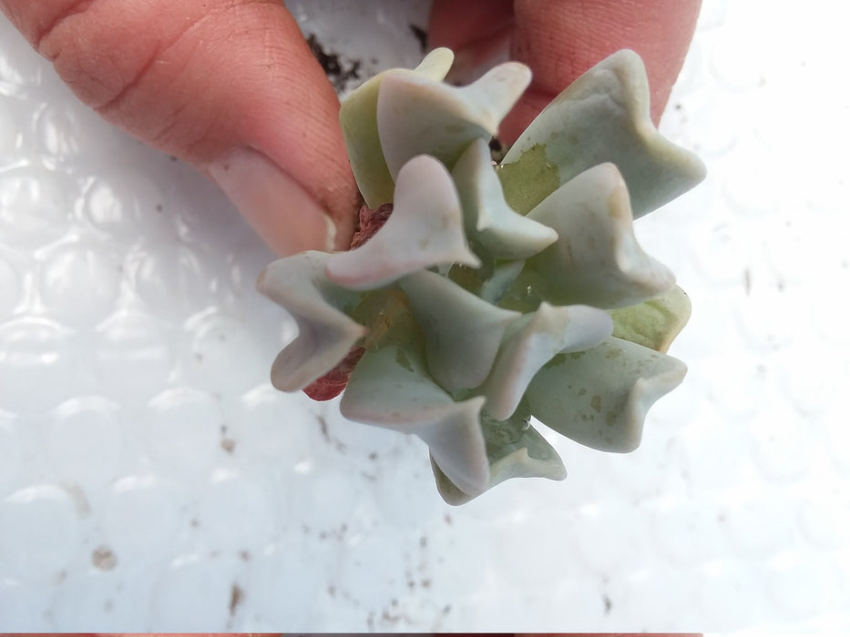 Baby Topsy Turvy Echeveria