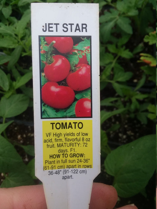 Tomato Jetstar Plant
