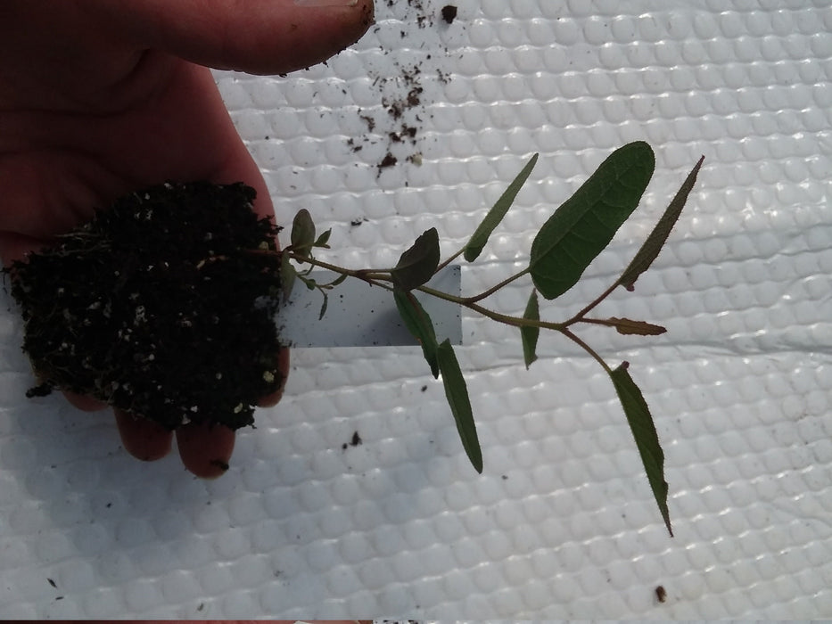 Eucalyptus Citrodora