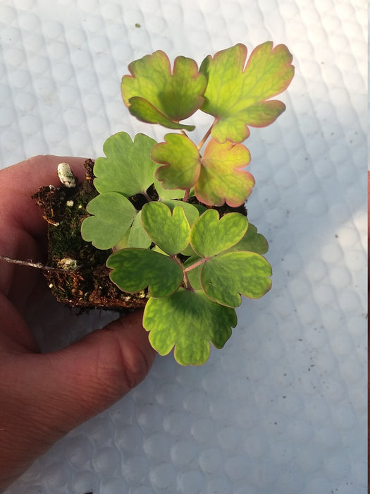 Aquilegia Red Columbine