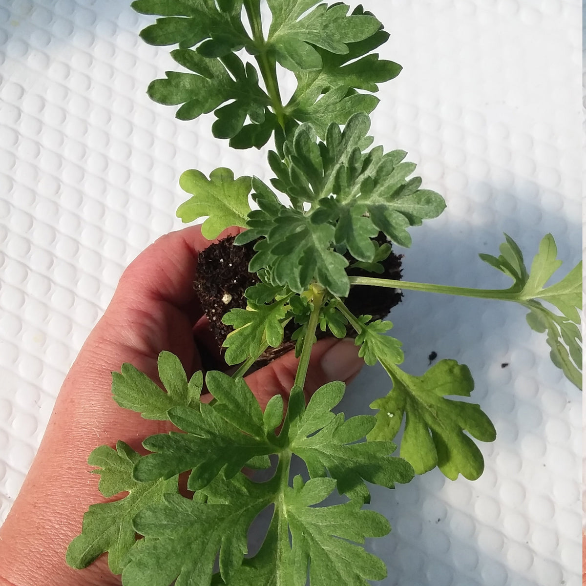 Artemisia Wormwood Plant