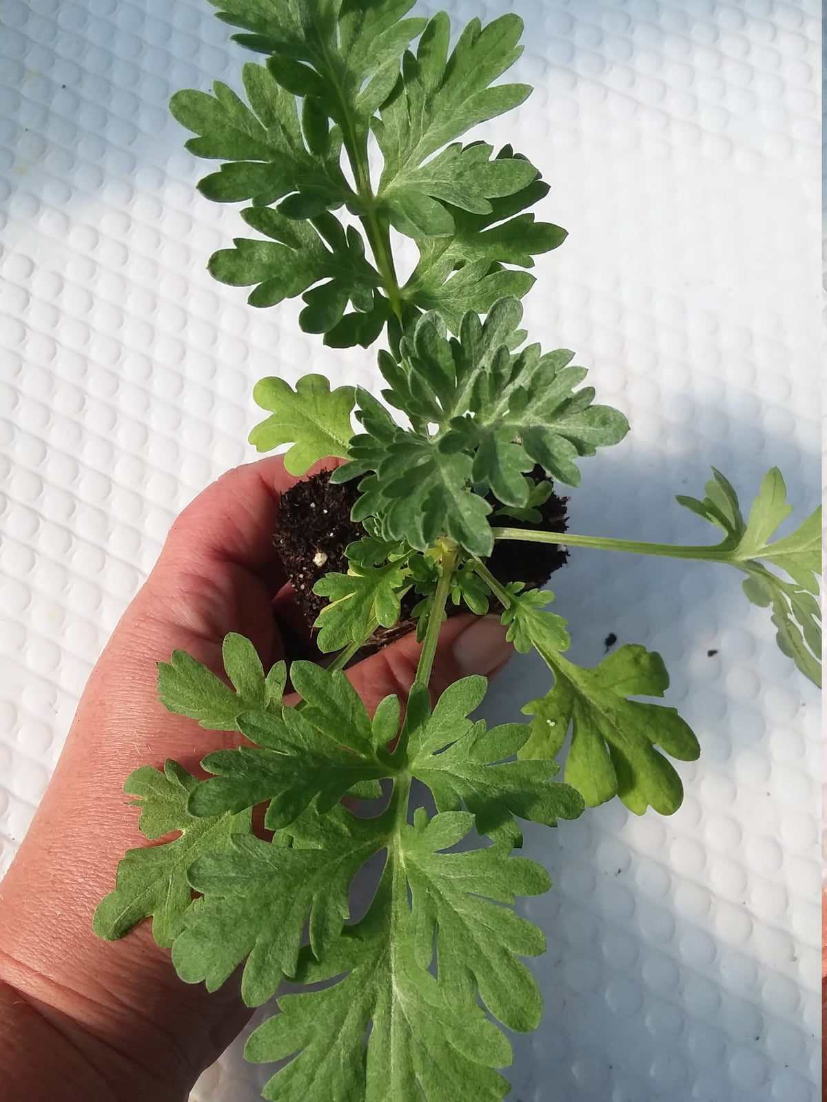 wormwood potted plant Artemisia Wormwood Plant — Gingers greenhouse
