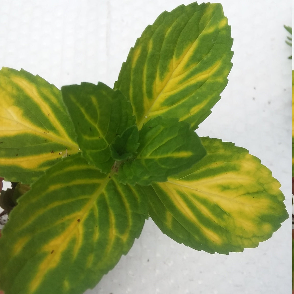 Variegated Ginger Mint *