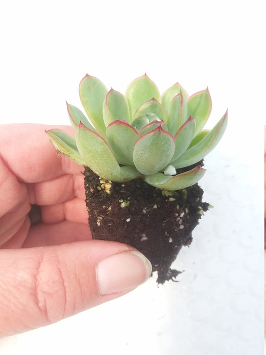 Echeveria Pulidonis