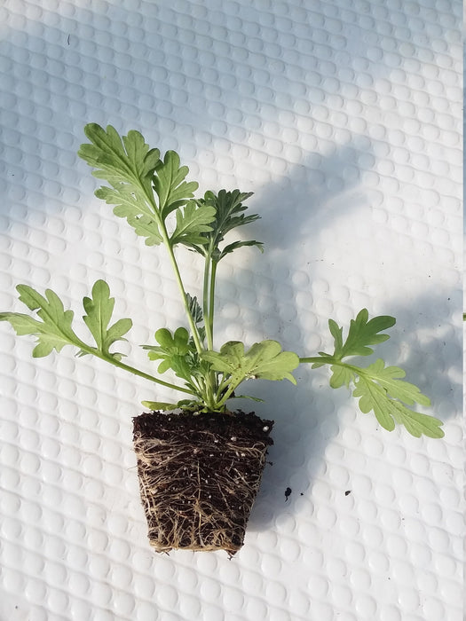 wormwood potted plant Artemisia Wormwood Plant