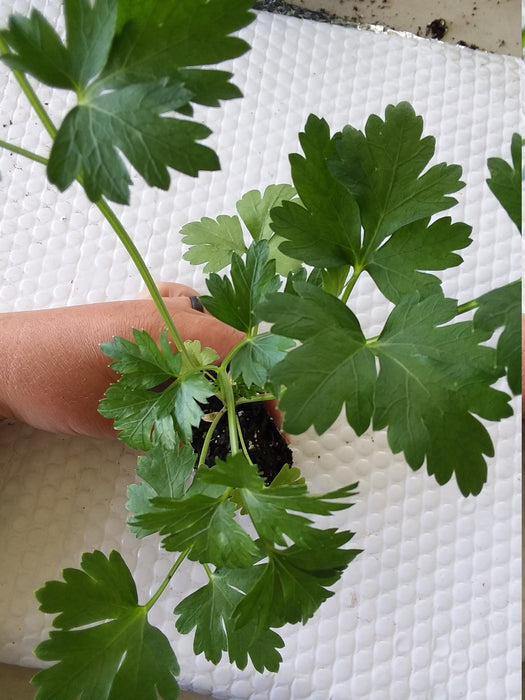 Parsley Italian