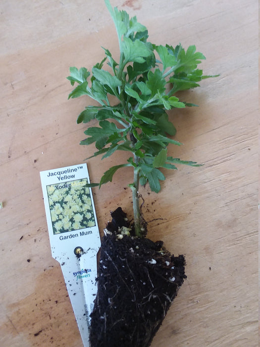Chrysanthemum Jacqueline Yellow