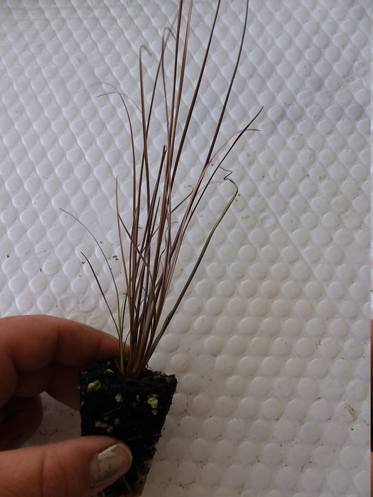 Carex Red Rooster