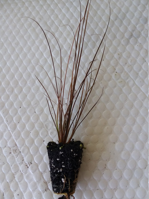 Carex Red Rooster