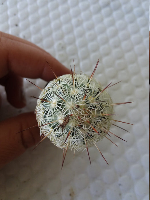 Mammilaria Elongata Cactus