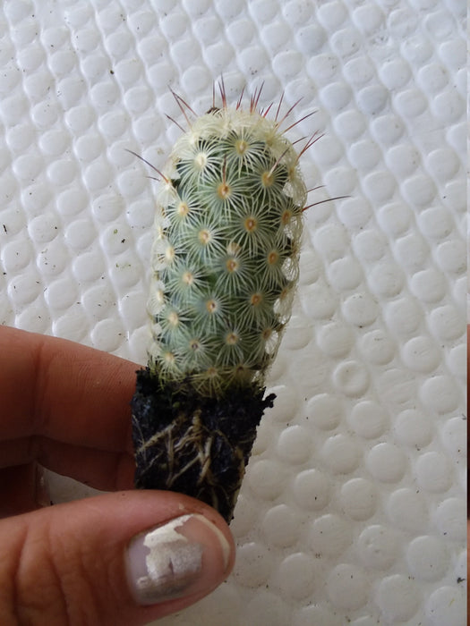 Mammilaria Elongata Cactus