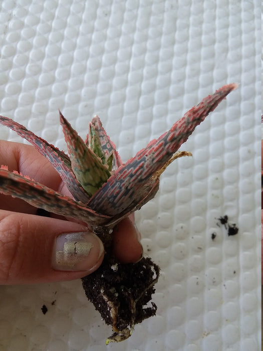 Aloe Pink Blush