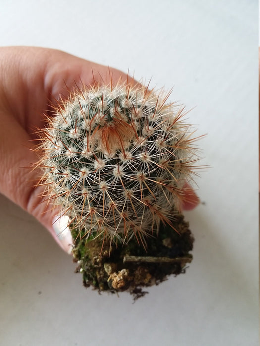 Red Notocactus Species