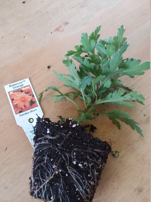 Chrysanthemum Makenna Orange